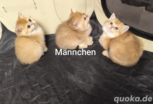 Wunderschöne BKH- Kitten 