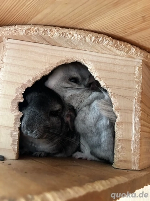 Zwei liebe Chinchillas abzugeben
