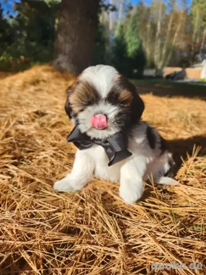 Cachorros de Shihtzu en adopción 