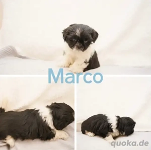 Cachorros de Shihtzu en adopción 