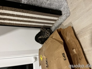 Süßes Kätzchen abzugeben