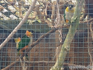 Grünzügelpapageien Jungvögel von 2025 abzugeben