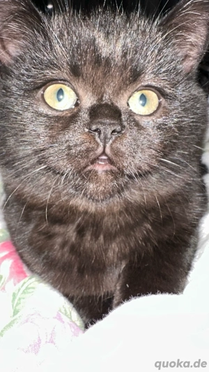 Britisch Kurzhaar Kätzchen ( männlich)