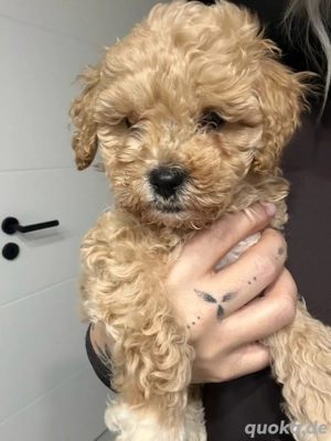   Maltipoo-Welpen bereit für ein liebevolles Zuhause  
