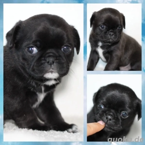 Wunderschöne reinrassige Mops Welpen Rüde Hündin Platinium