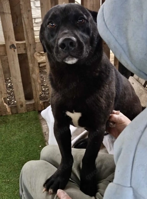 Vorsichtiger, neugieriger Rüde Nestor Bild 2