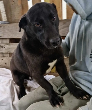 Vorsichtiger, neugieriger Rüde Nestor Bild 3