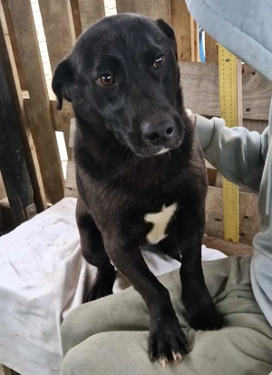 Vorsichtiger, neugieriger Rüde Nestor Bild 4