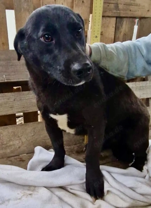 Vorsichtiger, neugieriger Rüde Nestor Bild 6