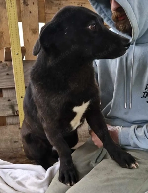 Vorsichtiger, neugieriger Rüde Nestor Bild 8