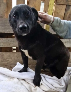 Vorsichtiger, neugieriger Rüde Nestor Bild 7