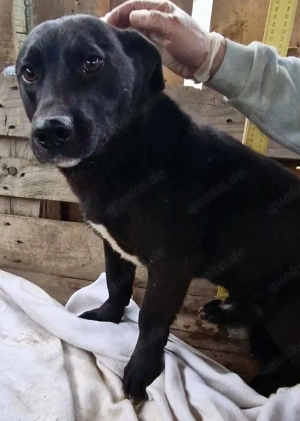 Vorsichtiger, neugieriger Rüde Nestor Bild 5