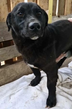 Vorsichtiger, neugieriger Rüde Nestor Bild 10