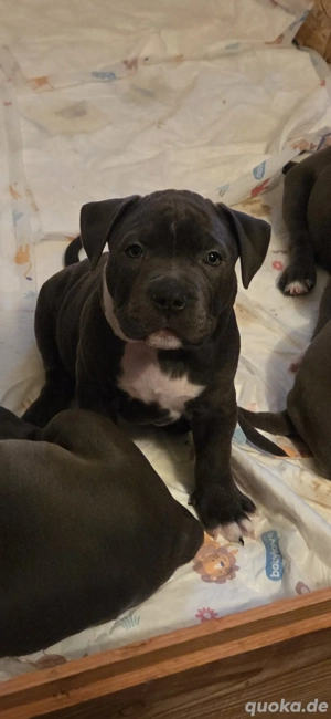 1 Old-english-bulldog Mädchen sucht noch ihr Zuhause