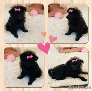 Mini Yorkshire Welpen Mix