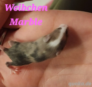 Mäuse Babys Farbmäuse super lieb und Menschenbezogen