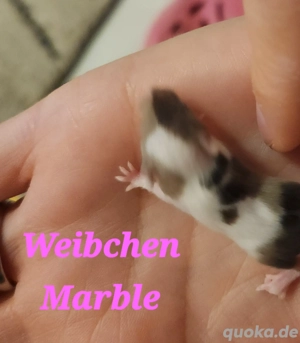 Mäuse Farbmäuse super kinderlieb und handzahm 