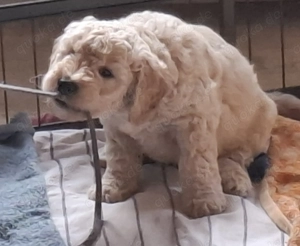 Labradooddle Goldendoodle medium