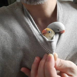 Handzahme Pfirsichköpfchen Agaporniden Unzertrennliche Männchen 