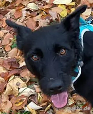 Verschmuster Korn sucht liebe Familie