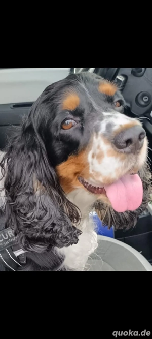 Wir suchen dringend einen Englisch Cocker Spaniel Deckhund 
