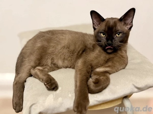 Reinrassige Burma Kitten