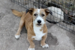 Unsichere Lizu wünscht sich erfahrene Menschen, die ihr ein Zuhause geben