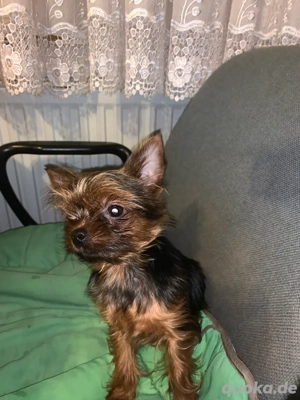 York shire hündin  abzugeben 