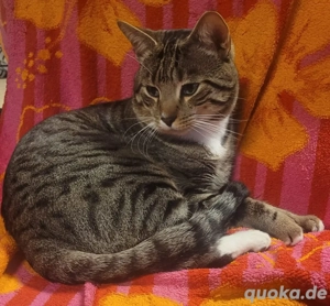 Kater Jungkater Bengale Geimpft Nicht kastriert Entwurmt Katze Norweger