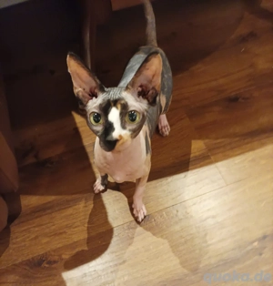 Sphynx Katze