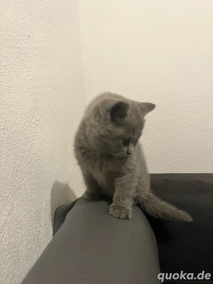 BKH blue babykatze