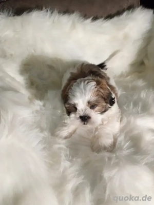 Shihtzu-Welpe bereit für ein neues Zuhause 