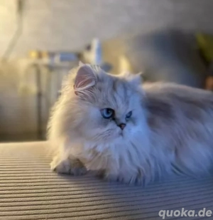 Perser Chinchilla Reinrassig Deckkater  Bild 6