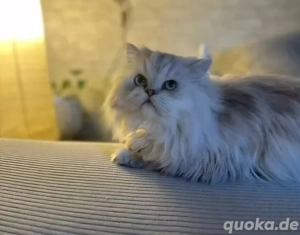 Perser Chinchilla Reinrassig Deckkater  Bild 4