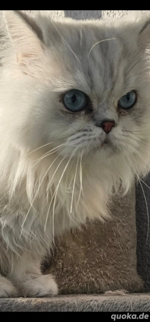 Perser Chinchilla Reinrassig Deckkater 