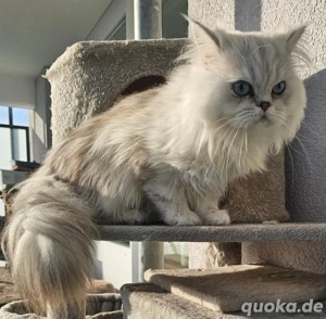 Perser Chinchilla Reinrassig Deckkater  Bild 3
