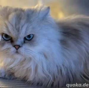 Perser Chinchilla Reinrassig Deckkater  Bild 5