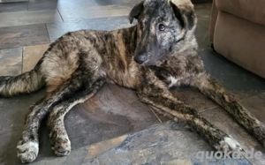 Herzensbrecher Makaio