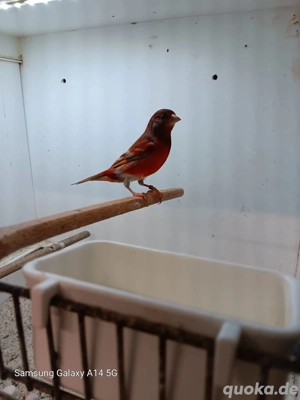 Mischling Kapuzenzeisig Kanarien