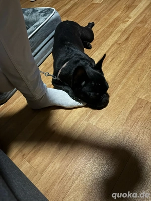 französische Bulldogge