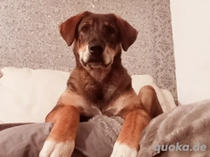 Charlie - großer Herzensbrecher Bild 5