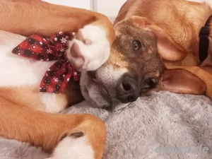 Charlie - großer Herzensbrecher Bild 4