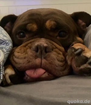 myra sucht ein zuhause