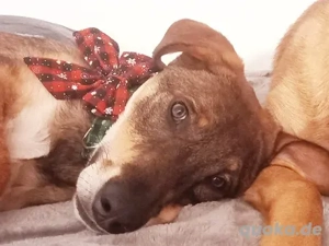 Charlie - großer Herzensbrecher Bild 3