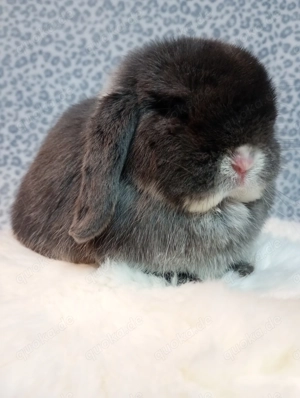 Minilop Zwergwidder Häsin Scarlett sucht ein neues Zuhause 