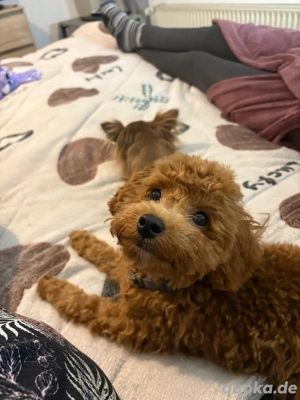 Toypudel Rüde 5 Monate