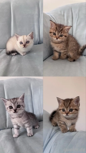 Wunderschöne BKH Kitten