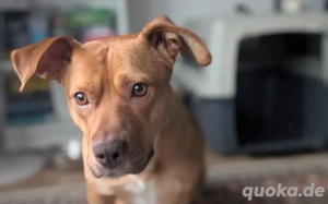 Wer schenkt Camelia ein Zuhause?