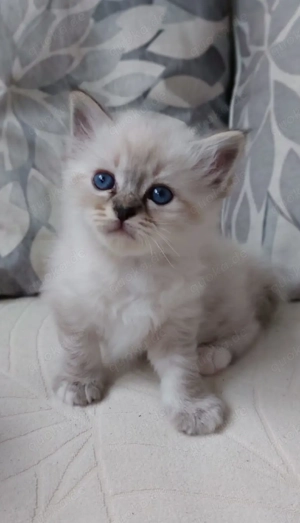 Heilige birma kitten 