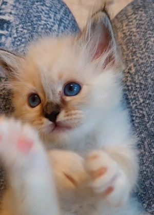 Heilige birma kitten 